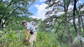A woman wearing a grey t-shirt and a forest green hat is stooped, holding rabbit wire to shape it into a curved fence to protect one of the Peters Mountain Mallow plants. Trees and plants surround her, and she appears to be standing on a fairly steep hillside.