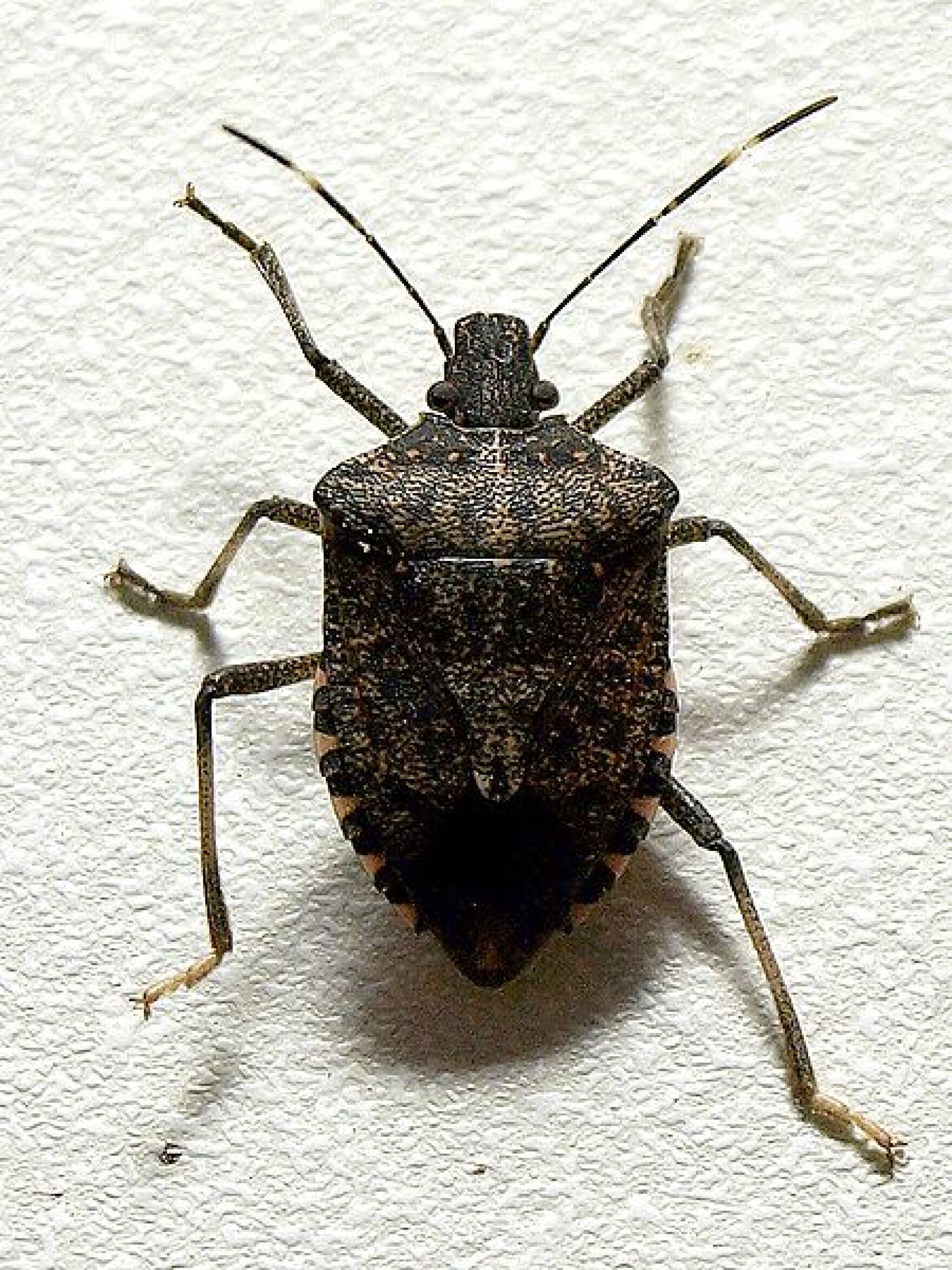 stink_bug.jpg
