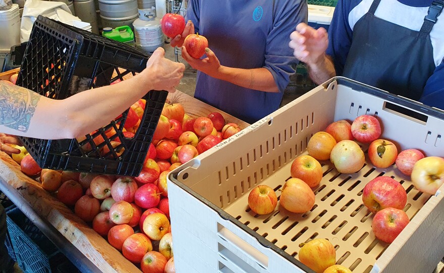 The crew sorts apples using the criteria Maggie gives them.