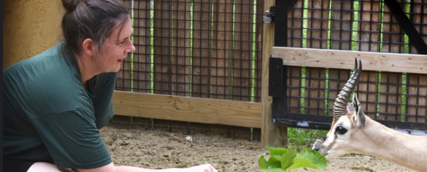 Lauren McKenna, an animal care manager at the Akron Zoo, is on the job with a gazelle.
