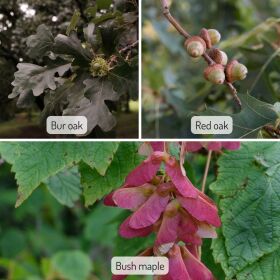 Bur oak has fuzzy acorns and broad, smooth lobed leaves. Red oak has acorns with a smooth cap and pointed lobed leaves. Bush maple has red seeds attached to a wing.