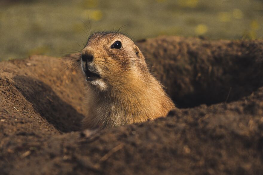 Proposed rules would close prairie dog hunting on the Cooper, Beaver River, and Sandy Sanders wildlife management areas.