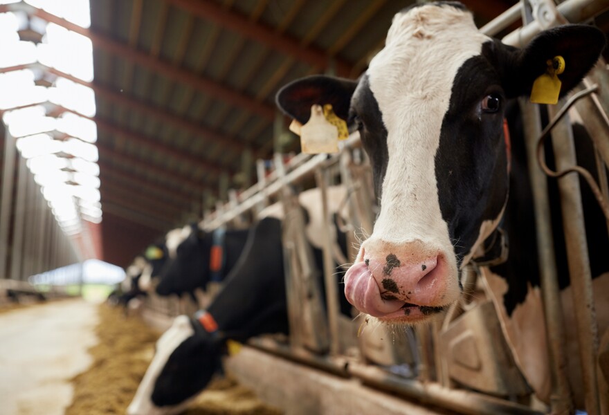 agriculture industry, farming and animal husbandry concept - herd of cows eating hay in cowshed on dairy farm