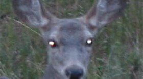 Deer Eyeshine