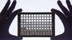 A scientist comparing treated and untreated cancer cells in a 96-well plate. (Dan Kitwood/Getty Images/Cancer Research UK)