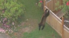 A black bear was shot and killed Monday morning by Lynnwood police after it ran through yards in a residential neighborhood.