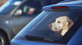 Travel with dog. Curious labrador retriever sitting in car and looking through window.