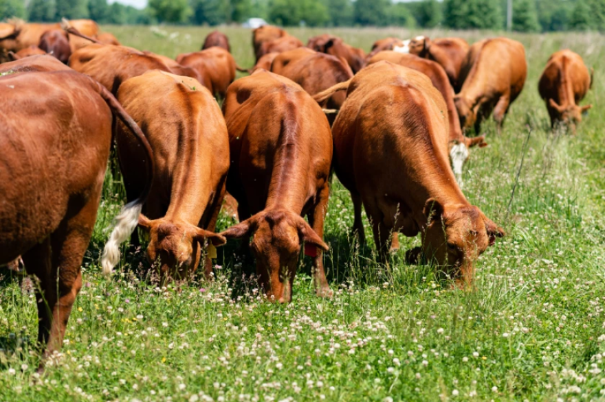 Cattle graze in a pasture on Mac Kincaid's farm in Jasper, Missouri. Grazing promotes soil health and is one of many regenerative agriculture practices supported through the USDA grant.
