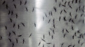 FILE- In this Sept. 25, 2014 file photo, containers hold genetically modified aedes aegypti mosquitoes before being released in Panama City, Panama. The U.S. Food and Drug Administration is considering whether the biotech firm Oxitec should test its lab-bred mosquitoes near Key West. The public has until midnight Friday, May 13, 2016 to weigh in on a plan to release genetically modified mosquitoes in Florida. (AP Photo/Arnulfo Franco, File)