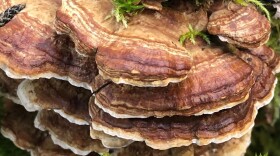 a turkey tail fungus