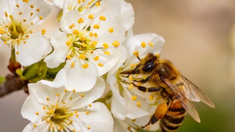 A bee collecting pollen from a flower.