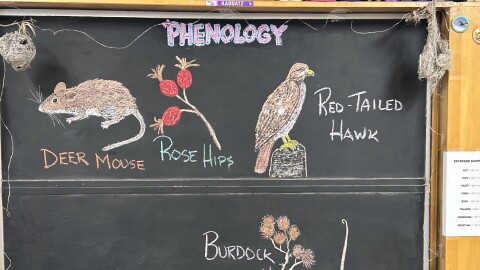 Chalk illustrations show a burdock plant, a deer mouse, rose hips, and a Red-tailed Hawk.