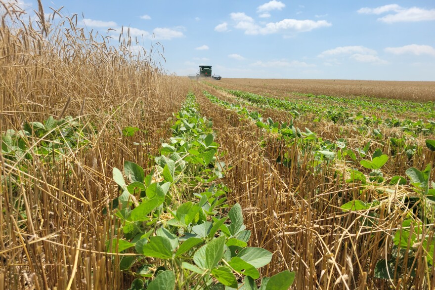 A combine harvests cereal rye in July, leaving behind rows of soybeans in a relay intercropping system.