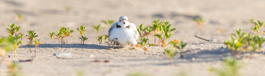 Piping plovers are among the shorebirds featured in the third episode of Ocean State: Rhode Island’s Wild Coast, a documentary series by wildlife filmmaker Tomas Koeck exploring the interconnected species and fragile habitats along Rhode Island’s coastline. Credit: Tomas Koeck