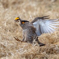 A male Prairie Chicken on the booming grounds at Hamden Slough National Wildlife Refuge in Becker County.