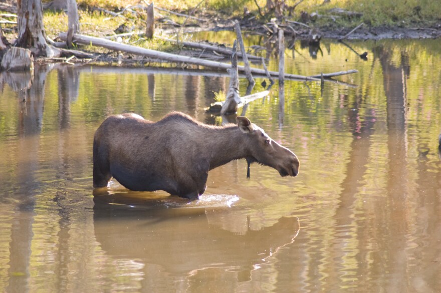 A moose near Missoula, MT. Moose in Montana are some of the smallest moose in North America.