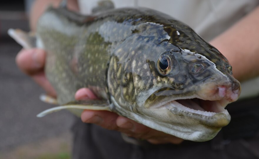 Lake trout are making a comeback in the Great Lakes