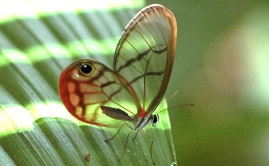 <em>Cithaerias pireta </em>