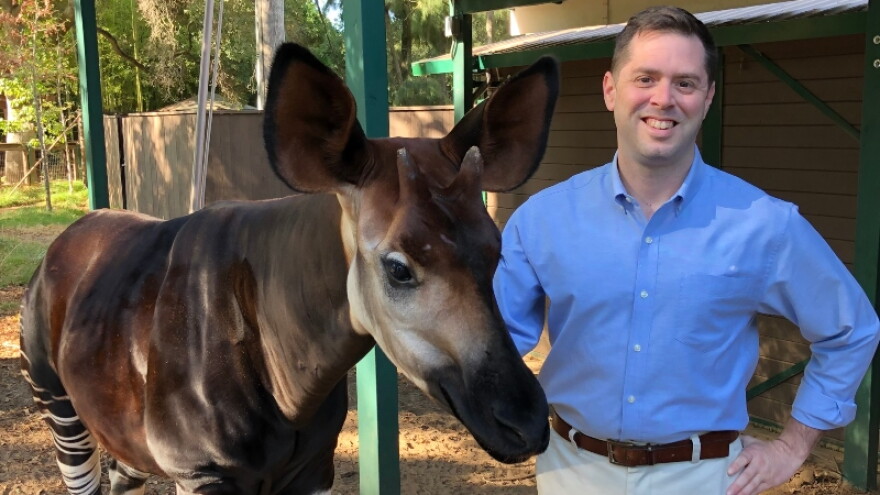 Jason Jacobs pictured with an okapi, an endangered species endemic to the rainforests of the Democratic Republic of Congo and the closest living relative to the giraffe