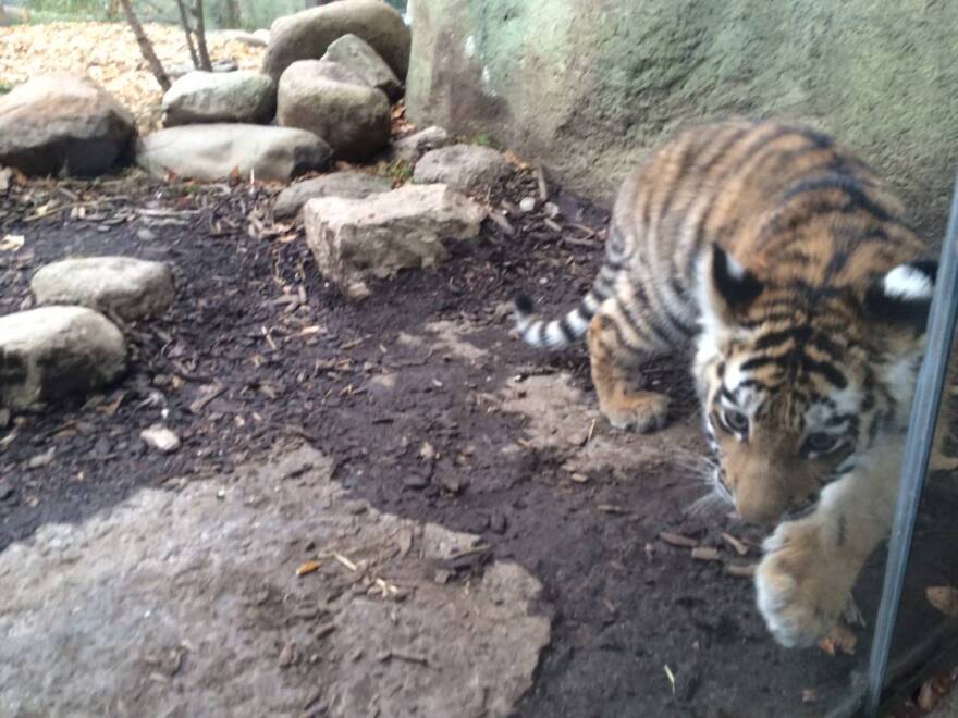 Zoya, the 20-week-old Amur tiger cub born in July, accompanied her mother into the Zooâ€™s tiger habitat for about a half an hour, while the media and some zoo employees caught their first glimpse.