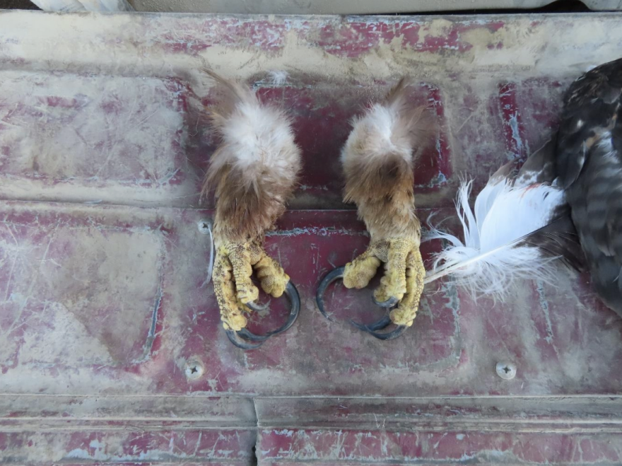 An undated photo shows what prosecutors say is a pair of golden eagle claws recovered from Travis Branson’s vehicle. Branson pleaded guilty to poaching eagles on the Flathead Reservation.