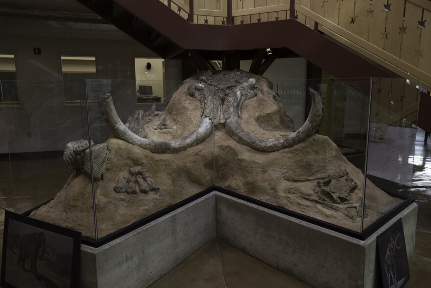 The bones of an ancient mammoth was discovered at Principia College in 1999. It's displayed in the basement of the school's science center.