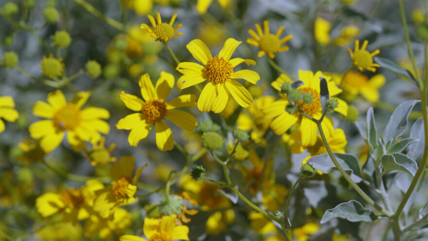 AZILL Desert Plants – Brittlebush hero 