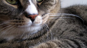 Such a handsome cat!