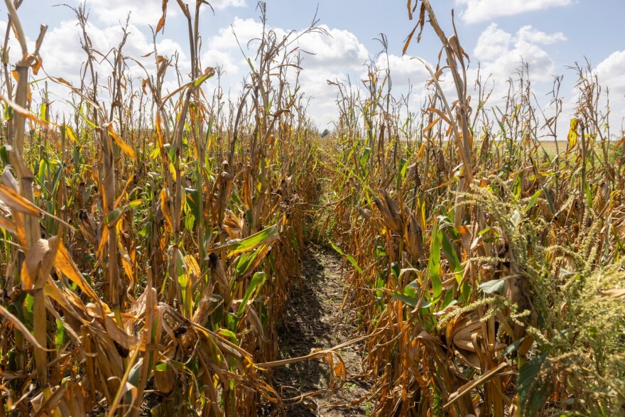 Despite starting the growing season with a severe drought in much of Illinois, strong rains eventually arrived, averting a crop disaster by about a week. Carr’s soybean yields were the farm’s best ever.