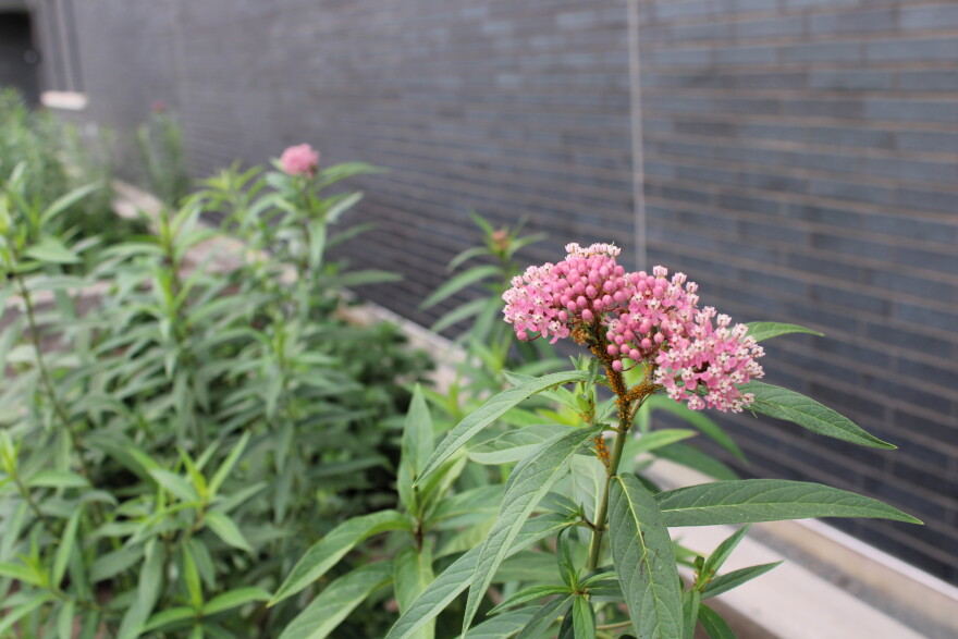 A cluster of small pink milkweed flowers blooming on a green stem in front of a dark brick wall.