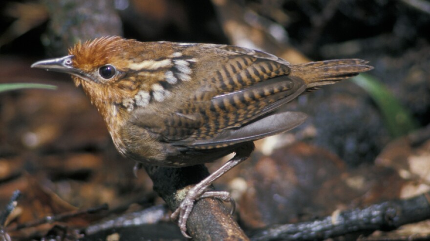 Musician Wren
