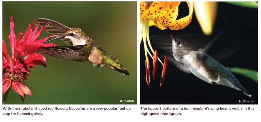 Southbound red-throated hummingbirds pouring through listening area now