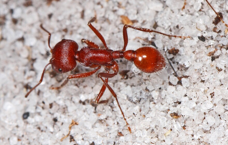 A species of harvester ants will rescue their nest mates when they become trapped in a spider web.