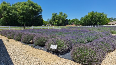 A small lavender farm sits tucked in a west Boise neighborhood.
