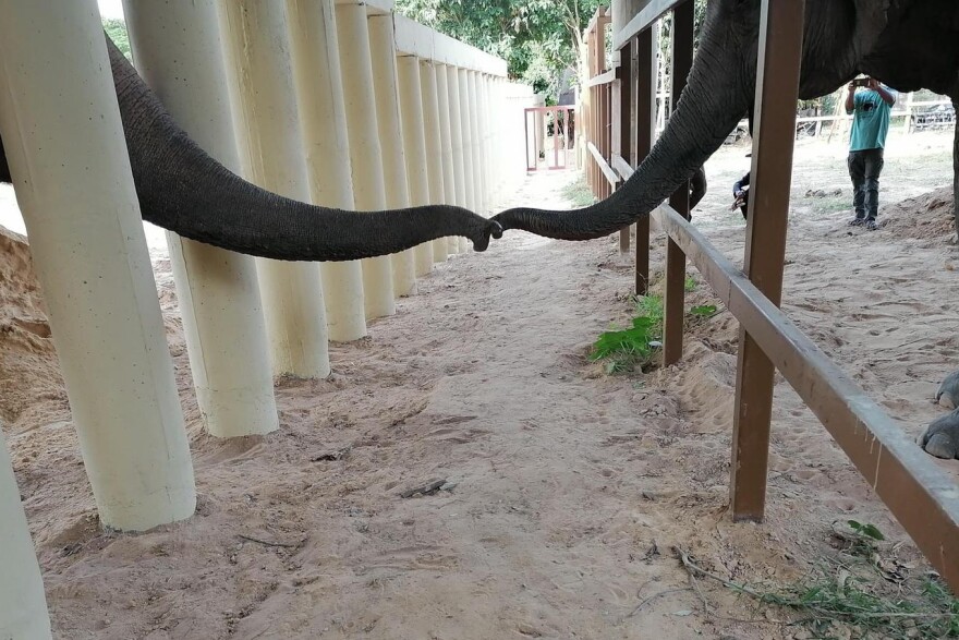 Kaavan (left) touches his trunk with the trunk of another elephant at the Kulen Prom Tep Wildlife Sanctuary in Cambodia. Once "the world's loneliest elephant," he now will now have several playmates.