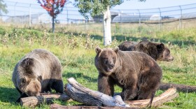 three bears wonder around an enclosed exhibit