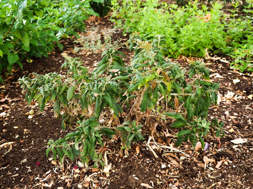 A milkweed plant in one of the butterfly gardens at the Abilene Zoo. Even in a controlled climate, the drought and heat make it difficult for the milkweed to survive.