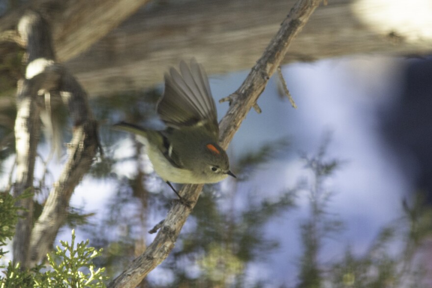 Ruby-crowned kinglet