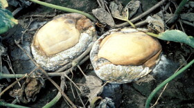Severely infected and collapsed processing pumpkin fruit.