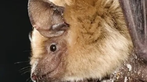 The big brown bat lives throughout Oregon. It's dark color and slow flight help with identification. There are 15 species of bats in Oregon and they are considered crucial to ecosystems. Bats are also the primary rabies vector species in the U.S. Note: the bat pictured here is not sick.
