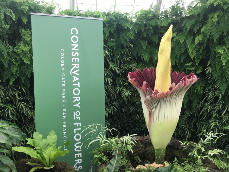 The Corpse Flower Blooms Again Kalw