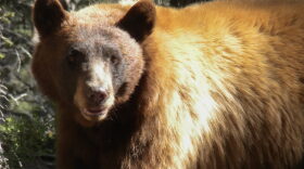 A record-setting total of 307 black bears have been killed so far this year, according to New Mexico Department of Wildlife data. On Sept. 30, NMDOW Director Michael Sloan briefed lawmakers on the severe drought conditions causing black bears to seek food in human-populated areas.