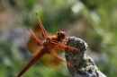 Red DragonFly on branch
