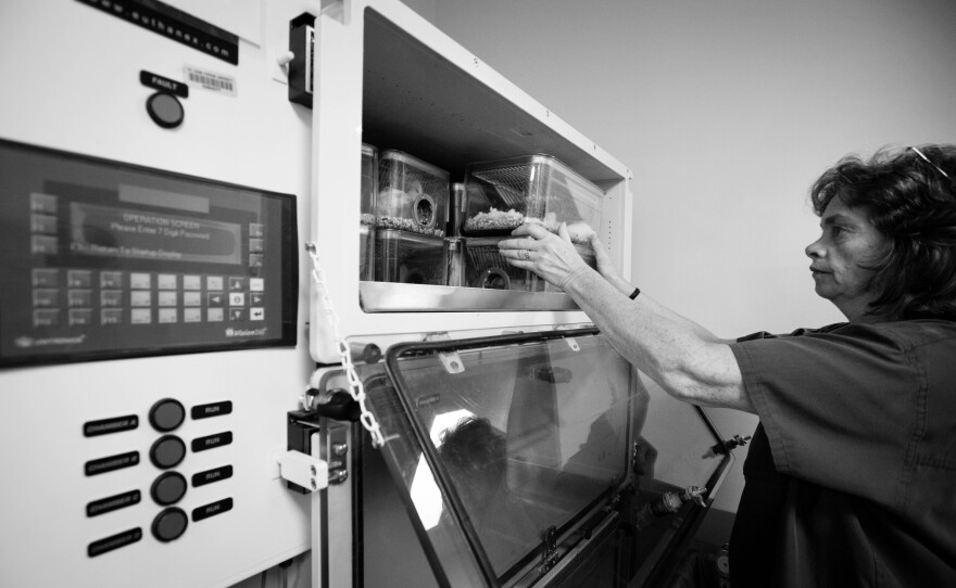 Ginny Miller, an animal care specialist, places mice into a machine that will first anesthetize, then euthanize the mice by slowly increasing the level of carbon dioxide in the air.