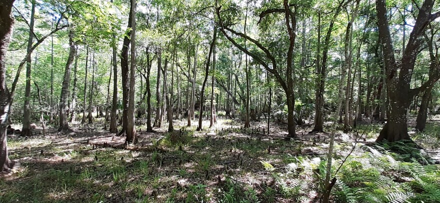 Wetland edge of the USF Forest Preserve. Wide-angle shot of many trees and cypress knees.