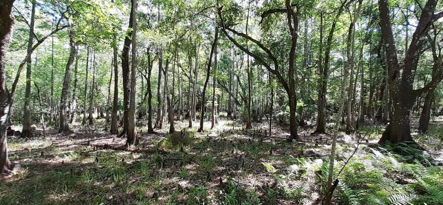 Wetland edge of the USF Forest Preserve. Wide-angle shot of many trees and cypress knees. 