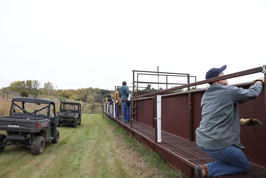 More thank 200 bison graze the Broken Kettle Grassland Preserve. Officials from The Nature Conservancy round them up each fall for health checks, counts, and distribution to other herds.