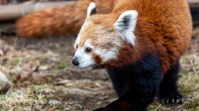 Berry, a 14 year old red panda is seen in this undated file photo at the Beardsley Zoo. Berry was inaugurated as the zoo's "mayor" where she will help the zoo with conservation and educational efforts in Bridgeport, Connecticut 12/05/24.