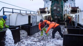 Crew members shovel pollock onboard a trawler in the Bering Sea in 2019.