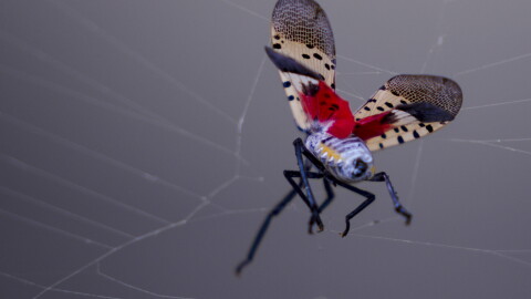 A spotted lanternfly struggles to free itself from a spider's web. The invasive bug has spread to nine counties in Massachusetts
